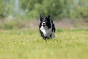 Black and white border collie running through grass
