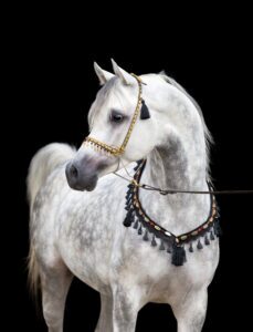 arab horse in tasseled bridle and neckgear