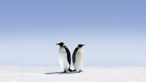 Two penguins in the snow