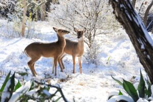 Deer in the snowy woods