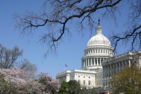 washington, dc. national capitol from south angle with blossoming cherry trees.